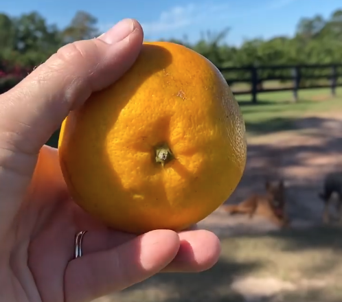 Georgia citrus mixes it up: New varieties signal industry shift